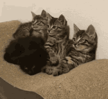 Cats Independent GIF - Cats Independent Black Cat GIFs
