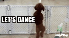 Lets Dance Dog GIF - Lets Dance Dance Dog GIFs