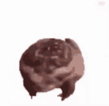 Spinnig Frog Spinning Frog On A Record White Screen GIF - Spinnig Frog Spinning Frog On A Record White Screen GIFs