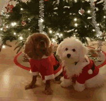 bichon dogs