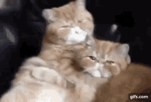 Cat Love Kisses GIF - Cat Love Cat Kisses GIFs