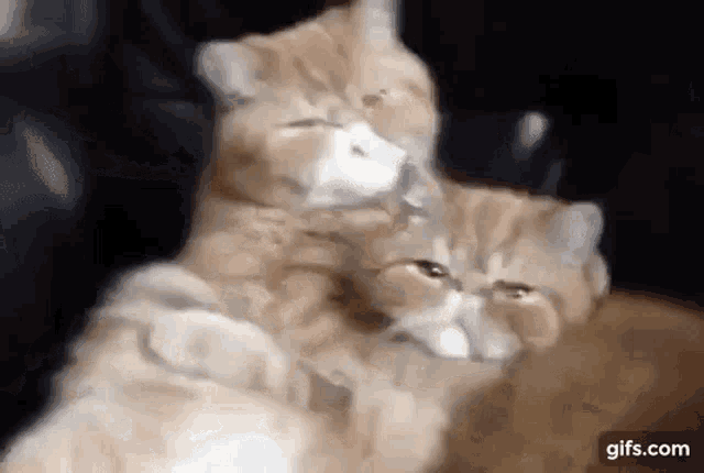 Cat Love Kisses Gif Cat Love Cat Kisses Discover Share Gifs