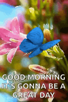 good morning sparkles flowers great day butterfly