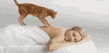 Cat Massage GIF - Cat Massage GIFs