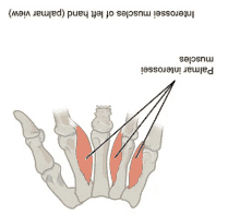 Mittelfinger Muskeln GIF - Mittelfinger Muskeln Finger GIFs