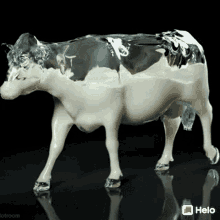 गाय दूध GIF - गाय दूध प्रोटीन GIFs