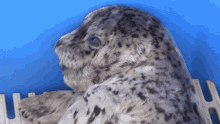 Mlem Baby Seal GIF - Mlem Baby Seal Seal GIFs