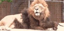 Lionanimalpets Puppy GIF - Lionanimalpets Lion Puppy GIFs
