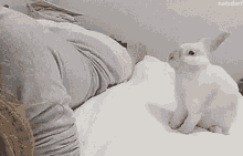 Bed Time Good Night GIF - Bed Time Good Night Bunny GIFs