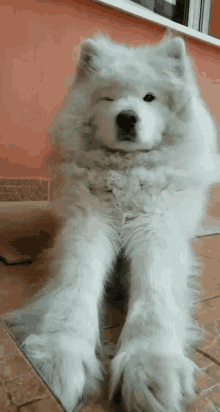 pumpi samoyed cute dog pet