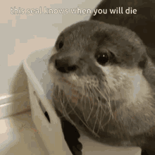 Seal Death GIF - Seal Death Meme GIFs