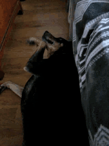 Lazy Kodie GIF - Lazy Kodie Dog GIFs