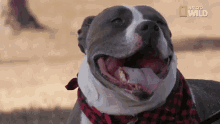 Cute Dog GIF - Cute Dog Happy GIFs