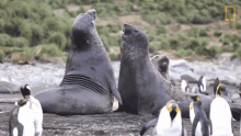 Banging Seals Short Film Showcase GIF - Banging Seals Short Film Showcase World Penguin Day GIFs
