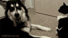 No! When Will You Learn!! GIF - Cat Dog Slap GIFs