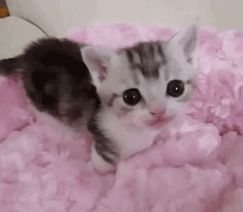 Tiny Kitten Kitten Lick GIF - Tiny Kitten Kitten Lick Kitten Pink Blanket -  Descubre  Comparte GIFs