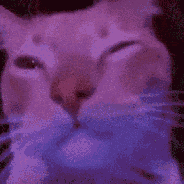 peep-the-cat-rave-cat.gif