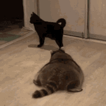 Racoon Cat GIF - Racoon Cat GIFs