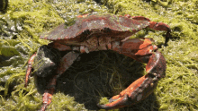 Red Rock Crab GIF - Red Rock Crab Crab GIFs