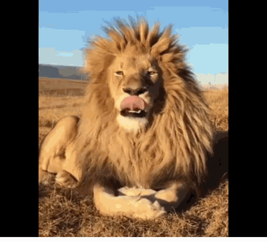 Lion Yawning GIF - Lion Yawning Yawn GIFs