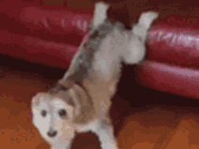 Dog Dance GIF - Dog Dance Twerk GIFs