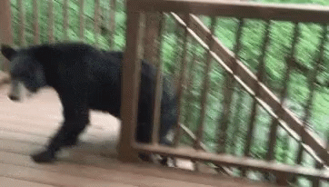 Bear Black Bear Bears GIF - Bear Black Bear Bears Grizzly - Discover &  Share GIFs