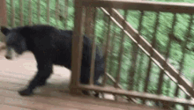 Bear Black Bear Bears GIF - Bear Black Bear Bears Grizzly GIFs