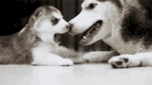 Husky  GIF - Cuteness Overload Puppy GIFs