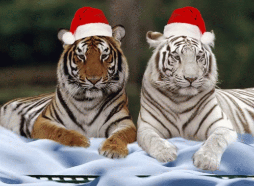 christmas-tigers.gif