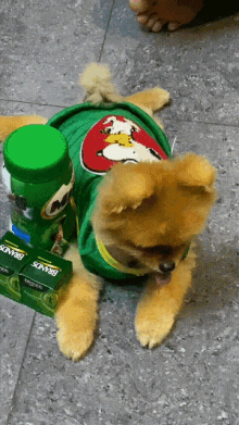 popo puppy love lick lips dog smile popo puppy love lick lips dog smile