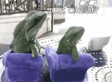 Just Chilling Lizards GIF - Just Chilling Lizards Lounge GIFs