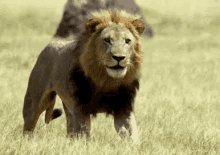 Lion Drool GIF - Tongue Out Lion Savage Kingdom GIFs