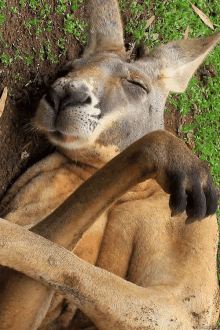 animals kangaroo