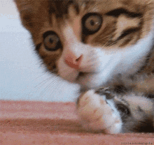 You Getting In Trouble Who Ate My Cake GIF - You Getting In Trouble Who Ate My Cake Cat GIFs