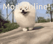 mods online cute pomeranian