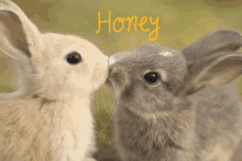 Honey Bunny Hun Bun GIF - Honey Bunny Hun Bun Honey GIFs
