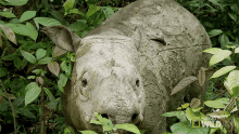 Wink Supporting Puntong The Rhino GIF - Wink Supporting Puntong The Rhino World Rhino Day GIFs