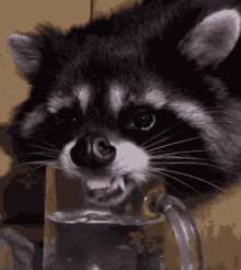 Raccoon Licks GIF - Raccoon Licks GIFs