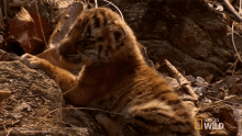 baby tiger crying tiger cub escape cub crying tiger crying