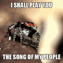 spider song spider song