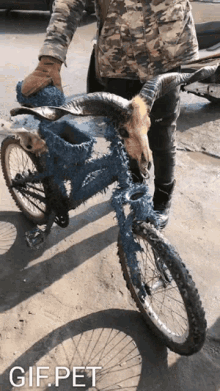 gif pet bike skull goat skull gif pet bike skull goat skull