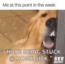 dog tired