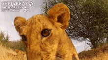 What Is This One-eyed Animal? GIF - Lion Cub Play GIFs