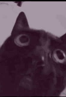 Black Cat Cringe Stan Twitter GIF - Black Cat Cringe Stan Twitter GIFs