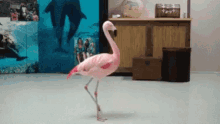 Confused Pink Flamingo GIF - Confused Pink Flamingo Funny Animals GIFs