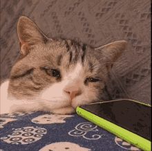 Cat кот GIF - Cat кот Phone GIFs