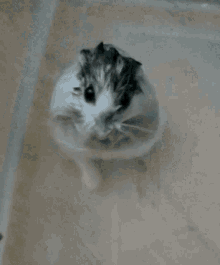 Hamster Hamster Bath GIF - Hamster Hamster Bath Hamster Shower GIFs