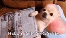 stressed out stress level dog news paper hell