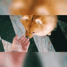 Pom Pomeranian GIF - Pom Pomeranian Puppy GIFs