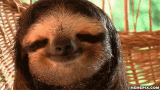 sloth-cute.gif